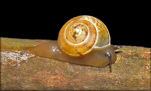 Helicina (Helicina) clappi Pilsbry, 1909 Rainbow Drop