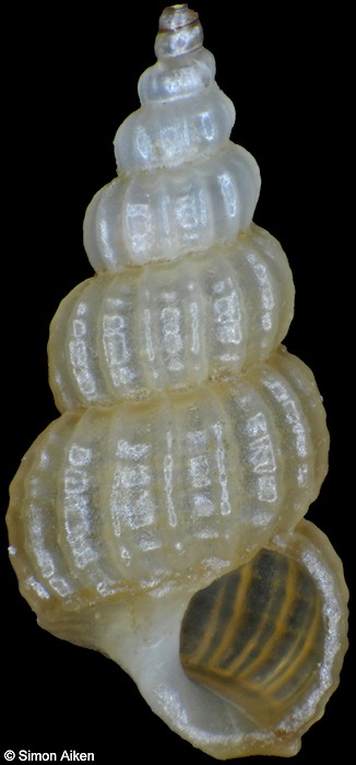 Clathroscala species