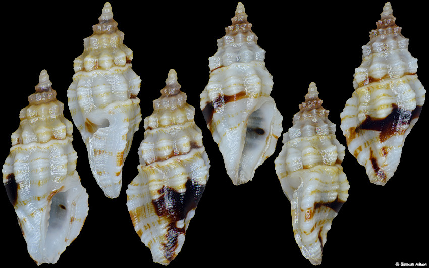 Clathurellidae species