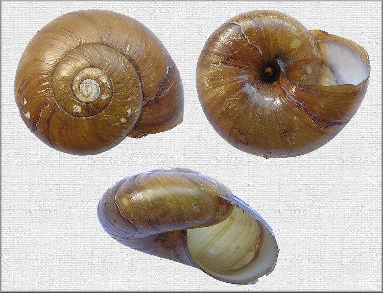 Mesomphix cupreus (Rafinesque, 1831) Copper Button