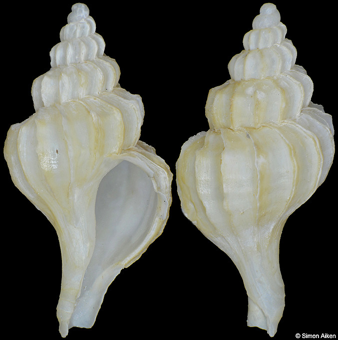 Boreotrophon clavatus (Sars, 1878)