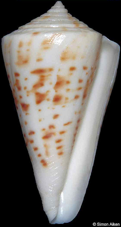 Conus lemniscatus Reeve, 1849