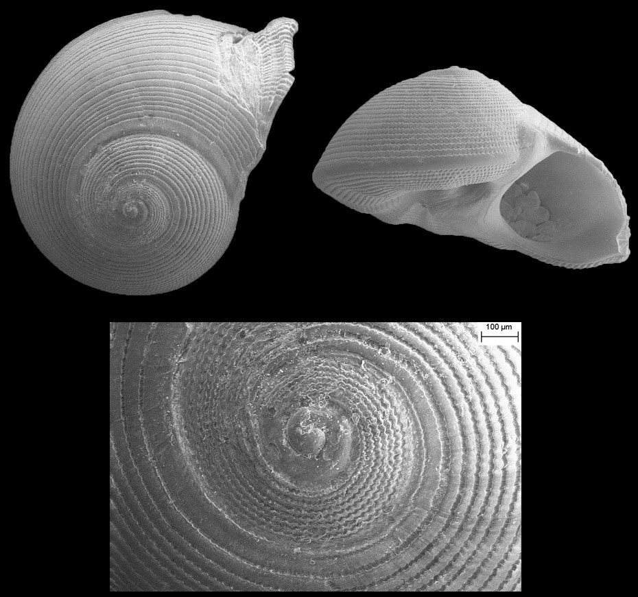 Anticlimax locklini Pilsbry and Olsson, 1950 Extinct Fossil Species