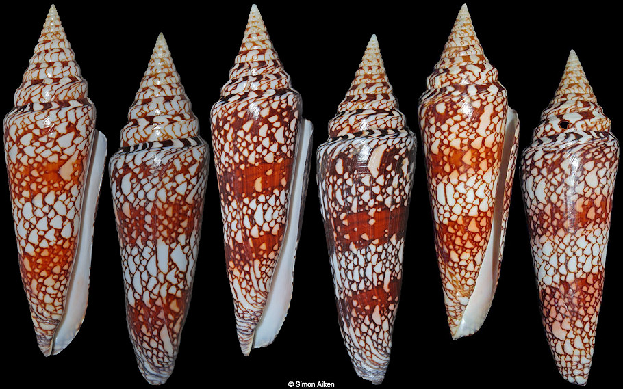 Conus milneedwardsi clytospira Melvill and Standen, 1899