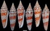 Conus milneedwardsi clytospira Melvill and Standen, 1899