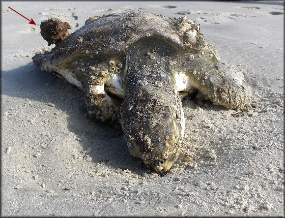 Phyllonotus pomum (Gmelin, 1791) On Deceased Green Turtle (Chelonia mydas)