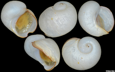 Cyathermia naticoides Warn and Bouchet, 1989