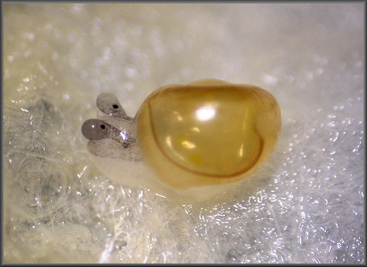 Daedalochila auriculata one day after hatching