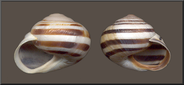 Sinistral Cepaea nemoralis (Linnaeus, 1758)