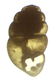 Vertigo columbiana Sterki, 1892 (1.75 mm.)