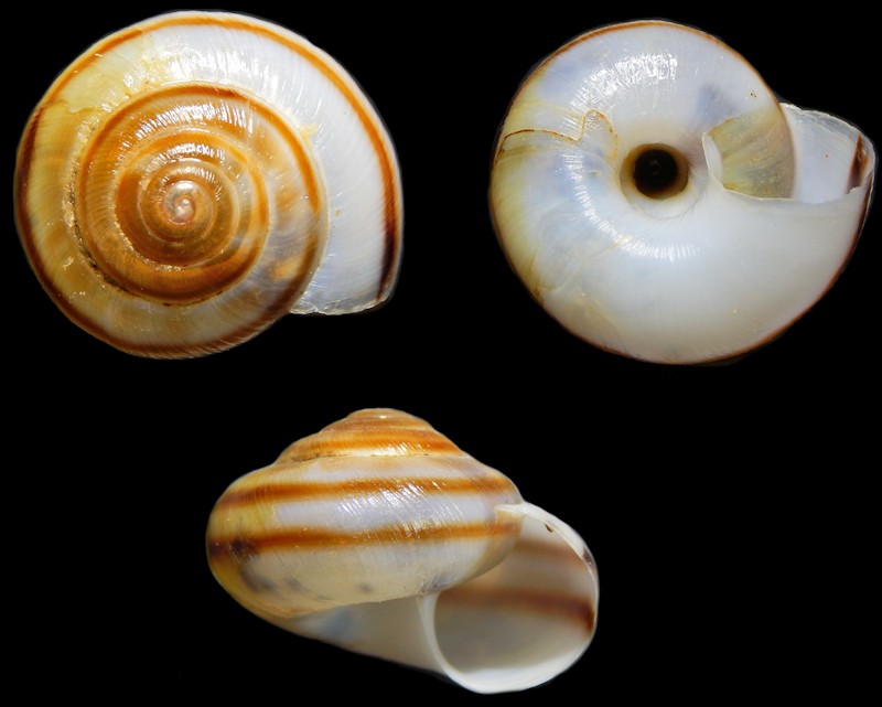 Anguispira kochi (L. Pfeiffer, 1846) Banded Tigersnail