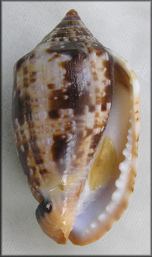 Cypraeacassis coarctata Sowerby, 1825