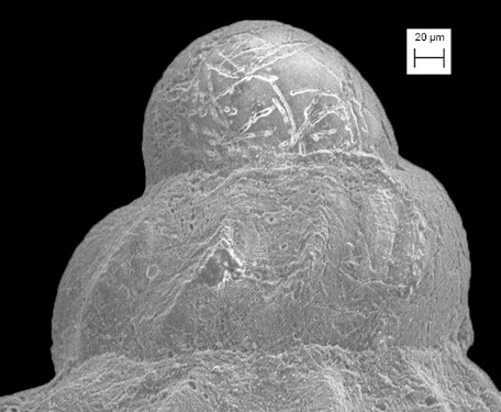 Schwartziella vanpeli (De Jong and Coomans, 1988)