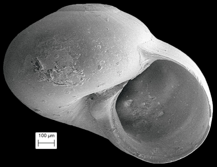 'Teinostoma' alexanderi Olsson, 1916 "Alexander Vitrinella"