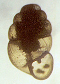 Vertigo columbiana Sterki, 1902 (1.80 mm.)