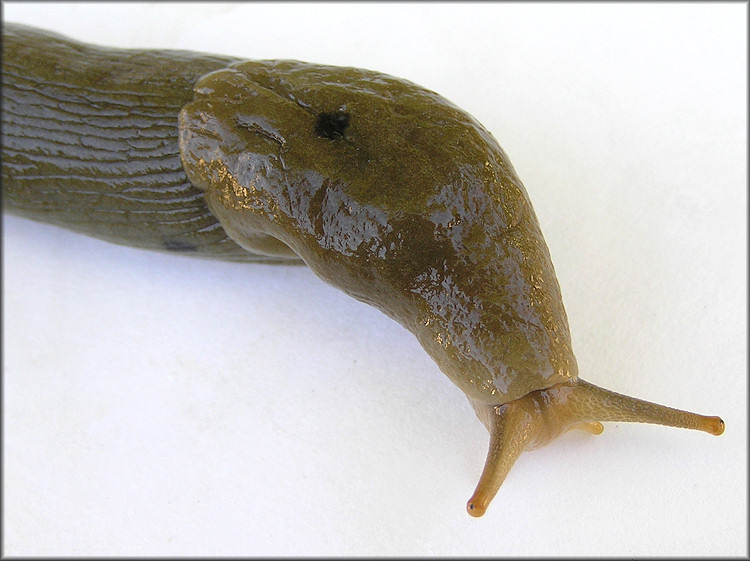 Ariolimax columbianus (Gould in A. Binney, 1851) Banana Slug