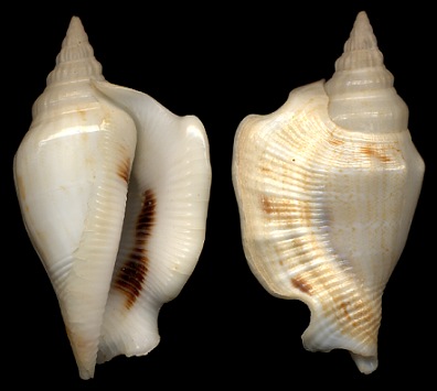 Dolomena columba (Lamarck, 1822)