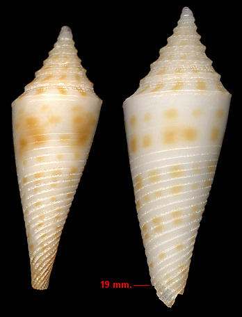 Conus mcgintyi Pilsbry, 1955