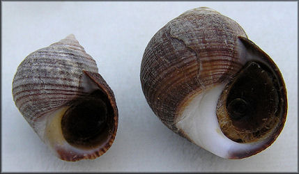 Littorina littorea (Linnaeus, 1758) Common Periwinkle