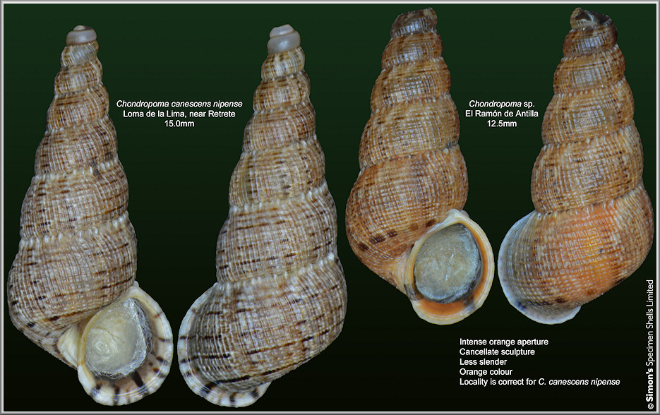 Chondropoma sp. aff. canescens L. Pfeiffer, 1851 - side by side comparison with Chondropoma canescens nipense