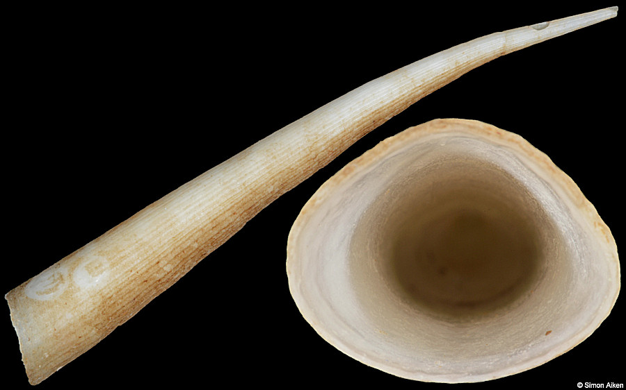 Compressidentalium sibogae (Boissevain, 1906)