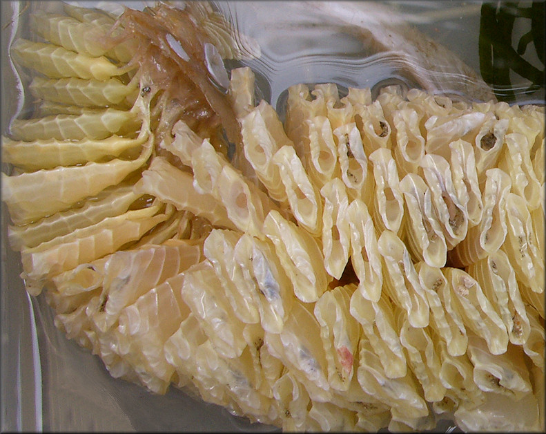 Triplofusus giganteus (Kiener, 1840) Egg Mass Detailed View