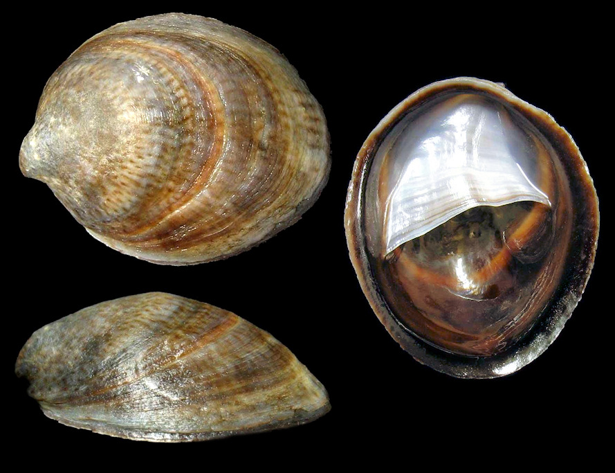 Crepidula convexa Say, 1822 Convex Slippersnail