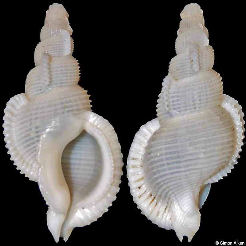 Phyllocoma convoluta (Broderip, 1833)