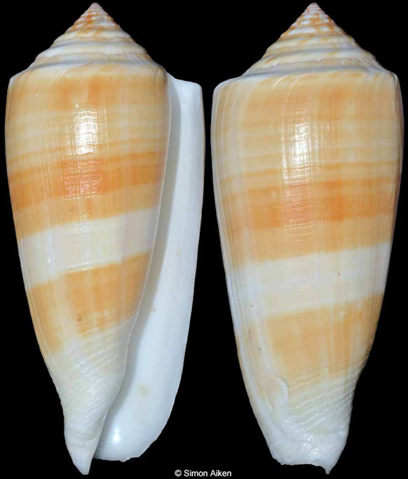 Conus consors G. B. Sowerby I, 1833