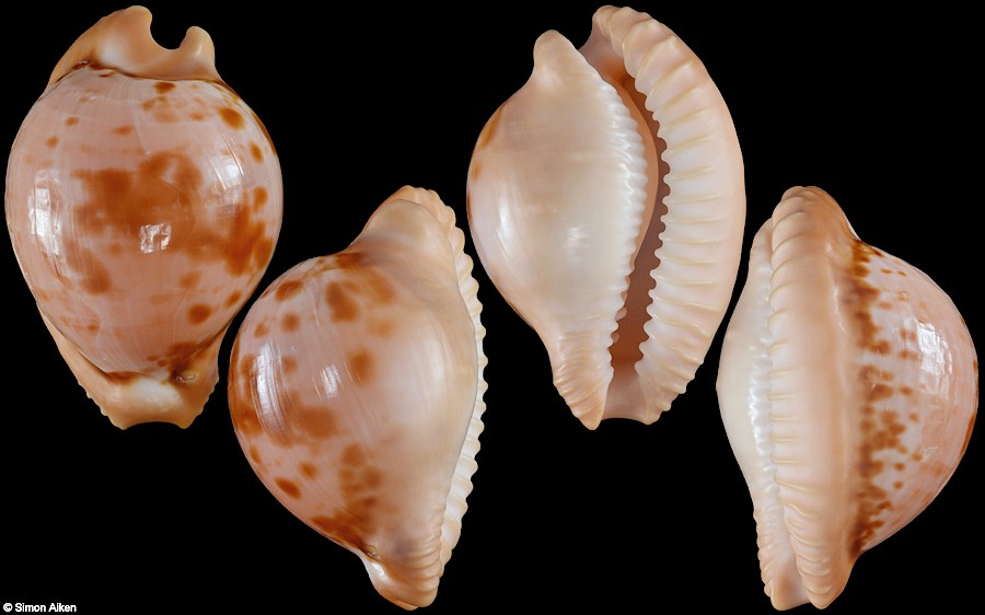 Cypraeovula connelli (Liltved, 1983)