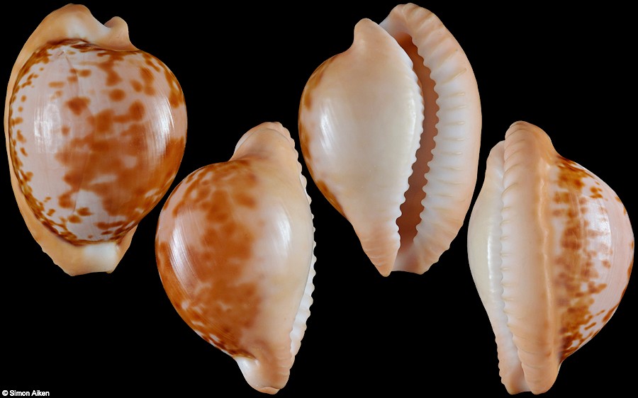 Cypraeovula connelli (Liltved, 1983)