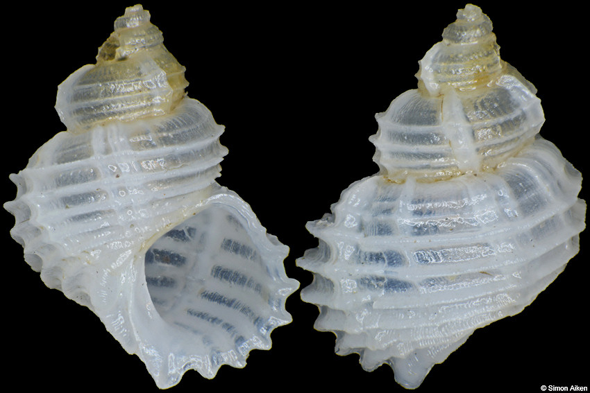 Conradia cingulifera A. Adams, 1860