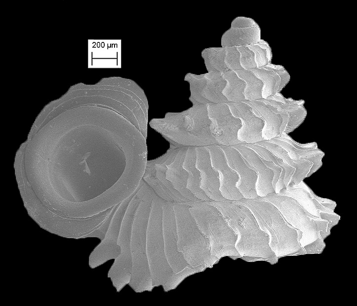 Opisthostoma concinnum Fulton, 1901 Scanning Electron Micrograph