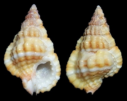 Gyrineum concinnum (Dunker, 1862)