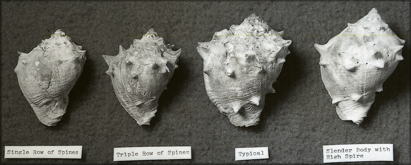 Melongena consors (G. B. Sowerby II, 1850) - Pliocene of the Caribbean