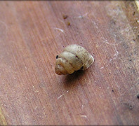 Gastrocopta contracta (Say, 1822) Bottleneck Snaggletooth