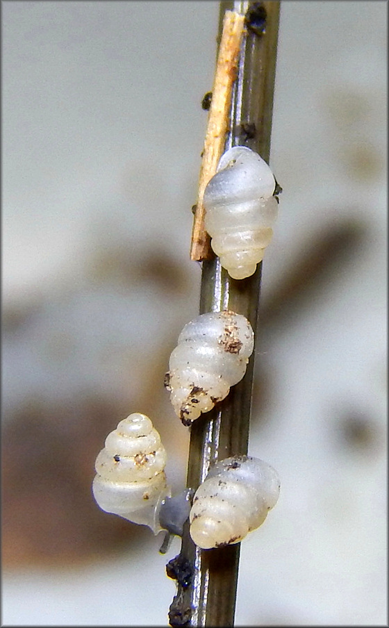 Gastrocopta contracta (Say, 1822) Bottleneck Snaggletooth