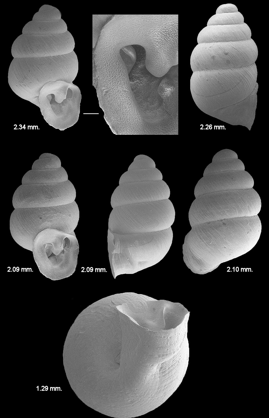 Gastrocopta contracta (Say, 1822) Bottleneck Snaggletooth