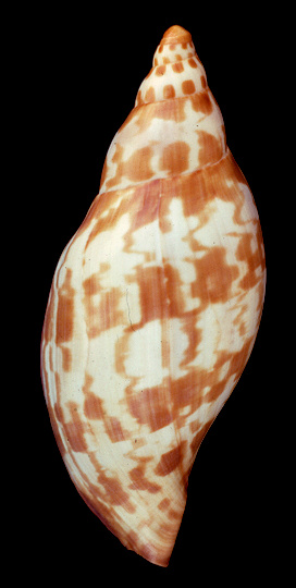 Scaphella contoyensis Emerson, 1979