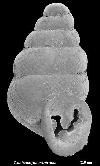 Gastrocopta contracta (Say, 1822) Bottleneck Snaggletooth