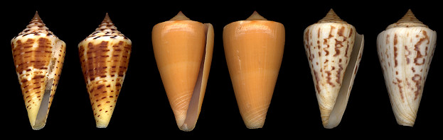 Selected Western Atlantic Conidae