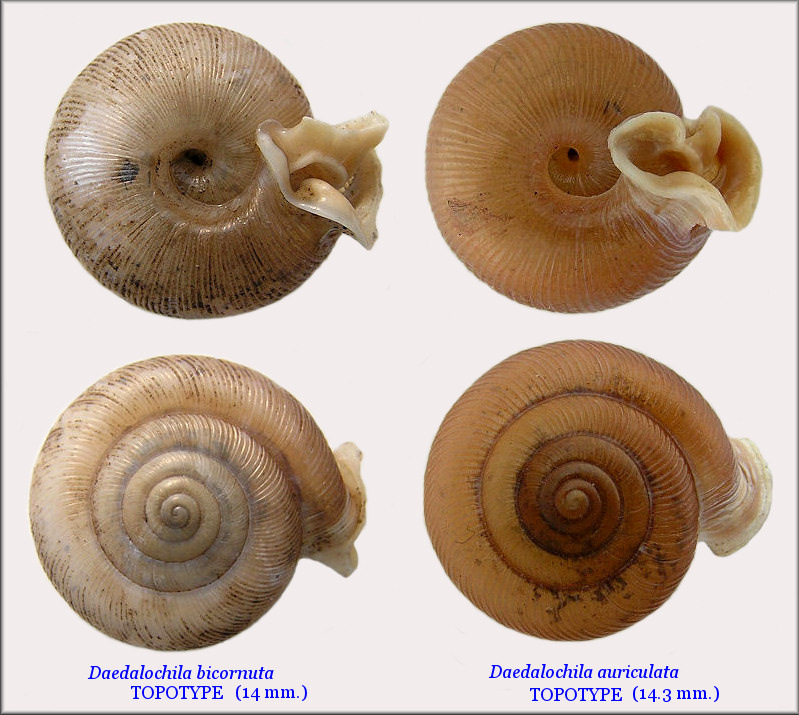 Daedalochila bicornuta And Daedalochila auriculata Comparison