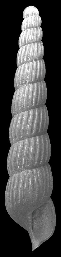 Turbonilla (Chemnitzia) coomansi Van Aartsen, 1994 Fossil