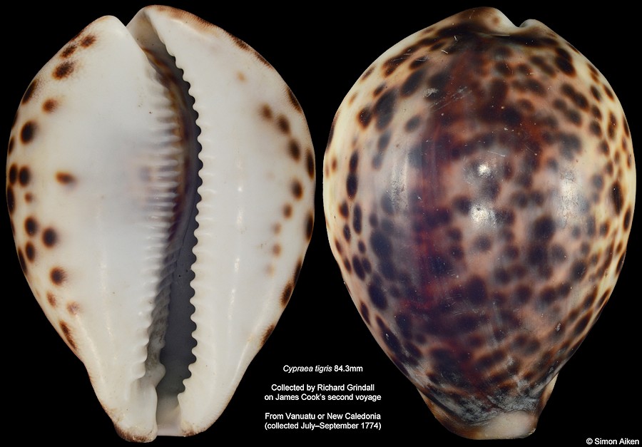 Cypraea tigris Linnaeus, 1758 From Captain Cook's Second Voyage