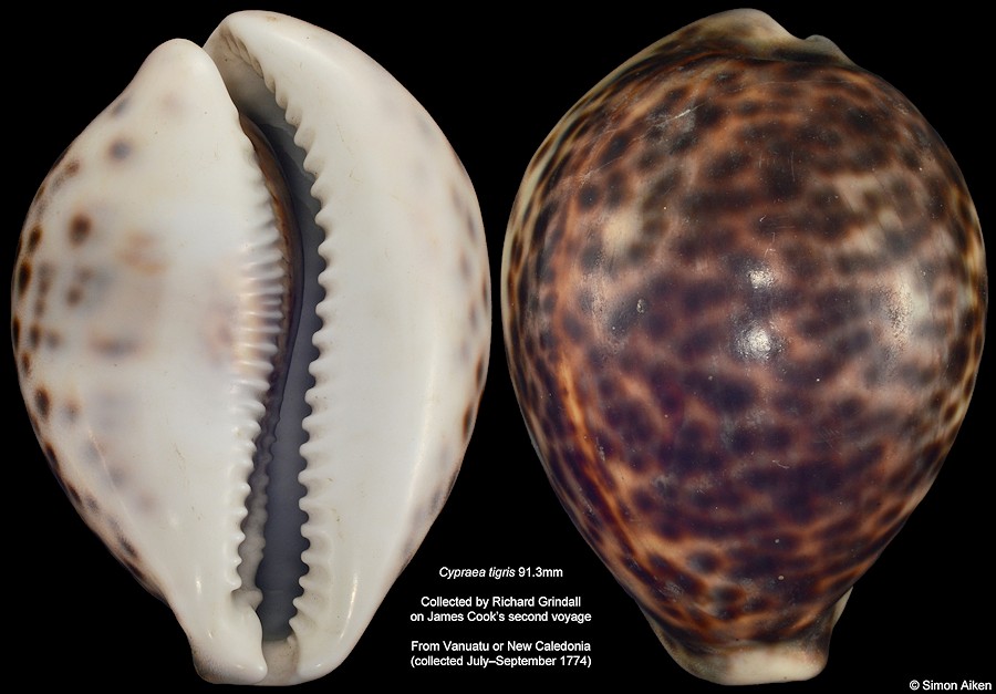 Cypraea tigris Linnaeus, 1758 From Captain Cook's Second Voyage