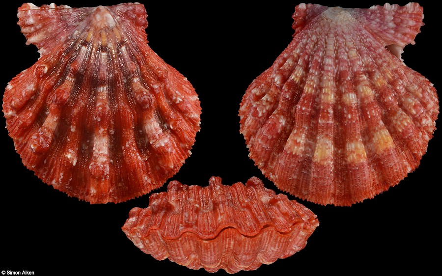 Bractechlamys corallinoides (d'Orbigny, 1840)