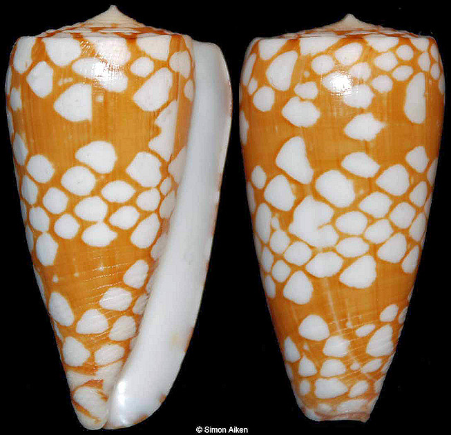 Conus cordigera G. B. Sowerby II, 1866