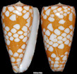 Conus cordigera G. B. Sowerby II, 1866