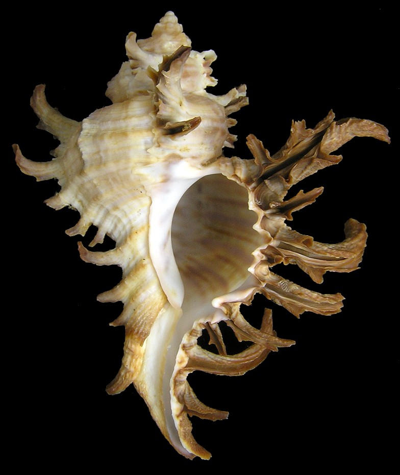 Chicoreus cornucervi (Rding, 1798)