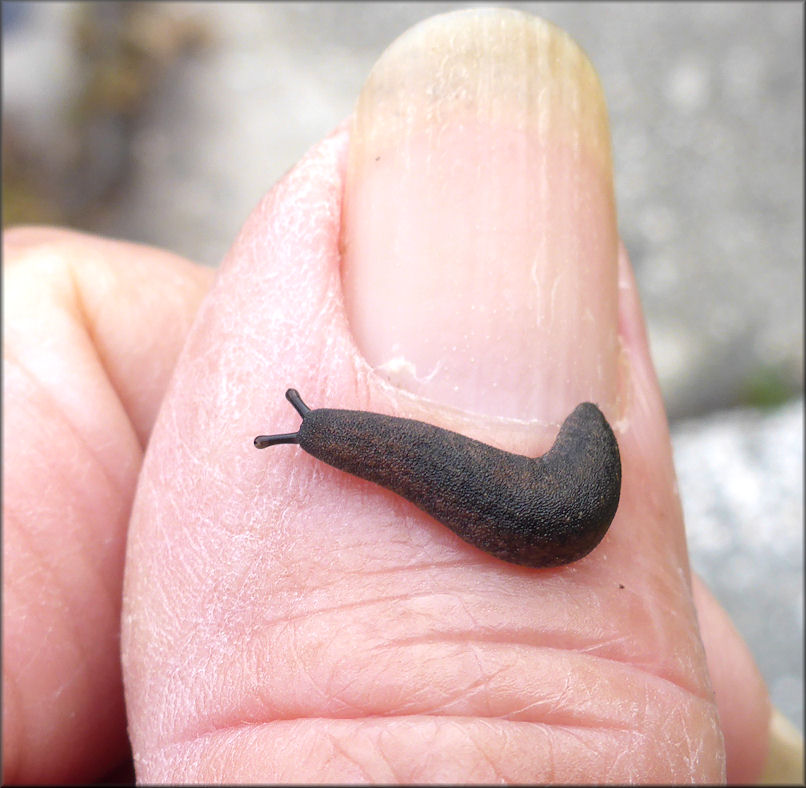 Belocaulus angustipes (Heynemann, 1885) Black-velvet Leatherleaf Juvenile